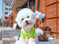 -超宠爱宠物摄影-Super pet