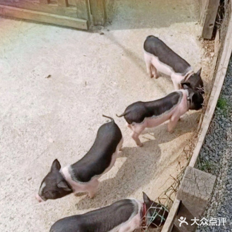 带娃放电💥💥，就来前小桔[胜利]