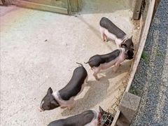 -前小桔亲子创意农场·草莓采摘·露营烧烤