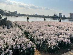 -顺峰山公园