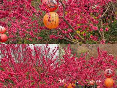 -桃源山庄·水蜜桃采摘·柴火鸡·烧烤团建(龙泉山店)
