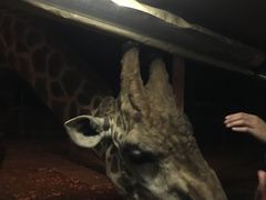 -清迈夜间动物园