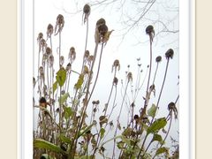 -武陵山森林公园