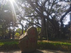 -瑞丽独树成林风景区