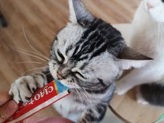 -猫的茶·猫咖
