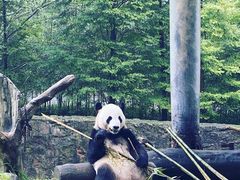 -都江堰中华大熊猫苑