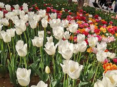 -石家庄市植物园