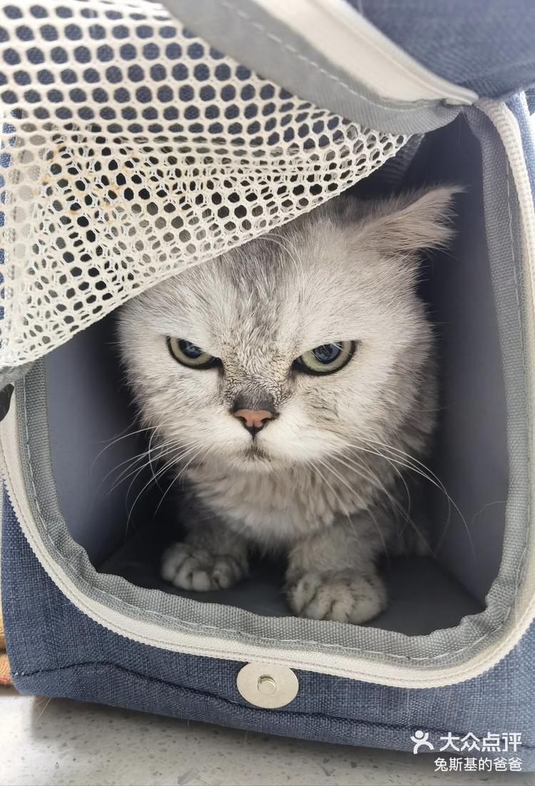 气鼓鼓的小猫咪