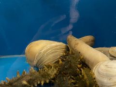 -食神鱼头佛跳墙(百子湾旗舰店)