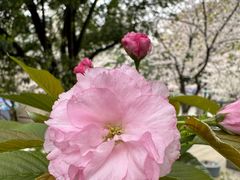 -武汉大学-樱园