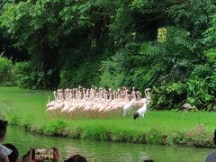 -广州长隆飞鸟乐园