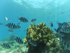 -斐济双桅帆船外岛一日游 浮潜 海钓 Tinhao号