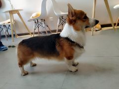 -汪说·狗咖(旺城大厦店)