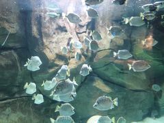 -石家庄海洋公园