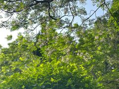 -紫荆山公园
