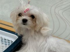 -帕帕拉兹宠物(亚洲旗舰店)