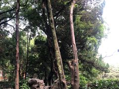 -叶家花园