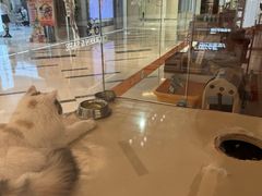 -三花喵·撸猫购宠·宠物生活馆(虹桥南丰城店)