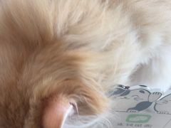 -艾贝尔宠物医院·24H转诊中心·肿瘤猫专科(江宁双龙店)