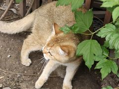 -聚首堂·特色小吃·肘子·炙子烤肉烤串(什刹海德胜门店)