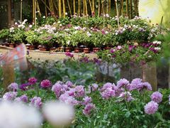 -广西壮族自治区药用植物园