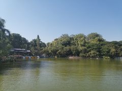 -金花茶公园
