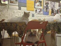 -平行世界·猫咖(首经贸店)