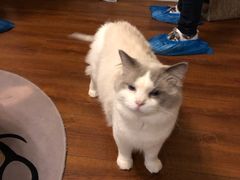 -Meowの猫咖(万家丽店)