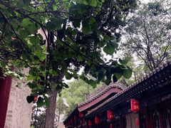 -晋祠公园