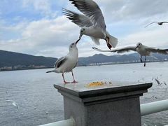 -海埂大坝