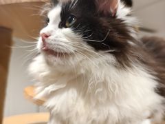 -楼上猫咖(罗湖店)