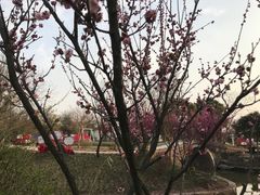 -鹅湖玫瑰文化园