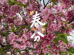 -天适樱花悠乐园