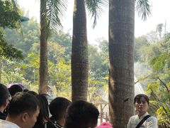 -西双版纳原始森林公园