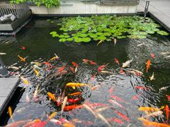 -广州白天鹅宾馆