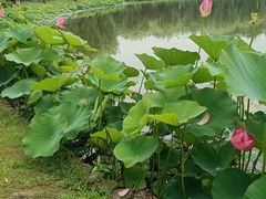 -上海鲜花港