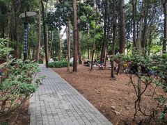 -铁山坪森林公园