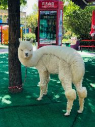 -萌宠亲子动物乐园(槐房万达店)