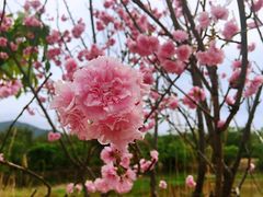 -天适樱花悠乐园