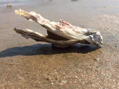 -日照海滨国家森林公园
