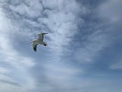 -网走流冰观光破冰船极光号