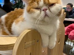 -飞行喵MR PILOT|猫舍·猫咖(静安大融城店)