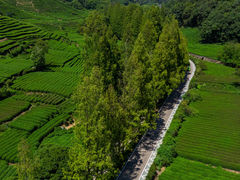 -龙坞茶村