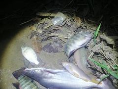 -南宁良凤江国家森林公园