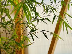 -Green Option(官舍店)