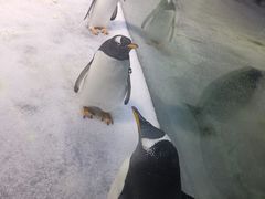 -芜湖新华联大白鲸海洋公园