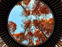 -黄海国家森林公园