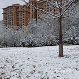 东环公园雪景和黄叶