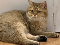 -COLOR PETS 撸猫馆·购猫·猫咖(长风大悦城店)