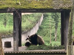 -中国大熊猫保护研究中心雅安碧峰峡基地